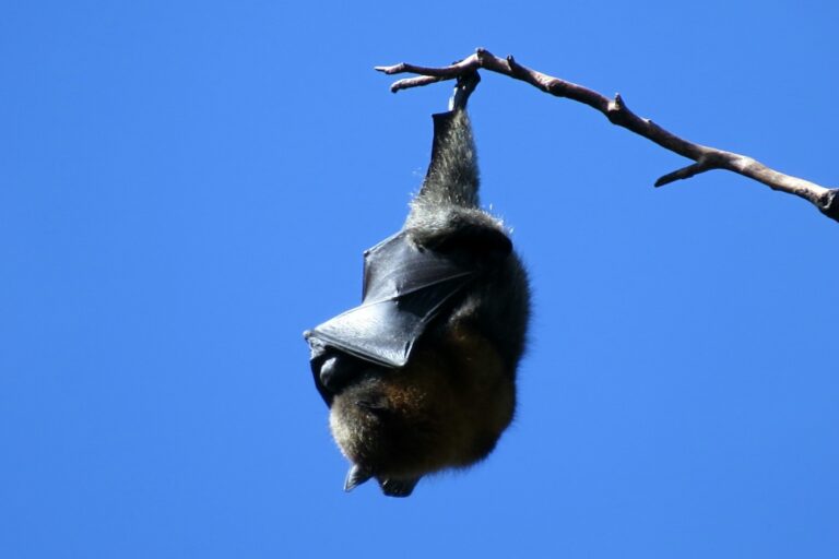 Giant Bats