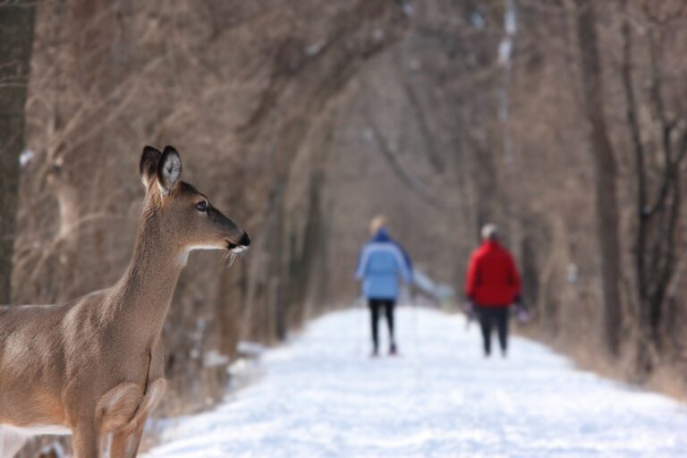 COVID-19 in White-Tailed Deer Evolves 3 Times Faster Than in Humans; Is Interspecies Transmission Possible?