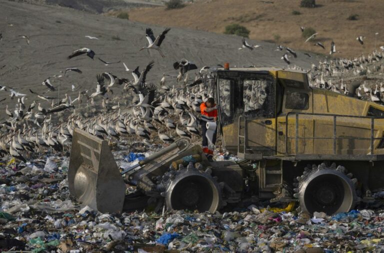 37,000 Migrating Birds Choose to Spend Winter at Dump Site in Spain to Feed on Food Waste, Rats
