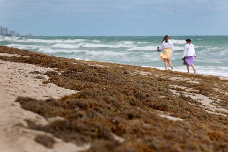 Sargassum Seaweed in Florida Becomes Asset as Company Makes Fertilizers, Vegan Leather
