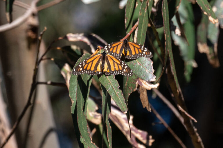 Monarch butterflies
