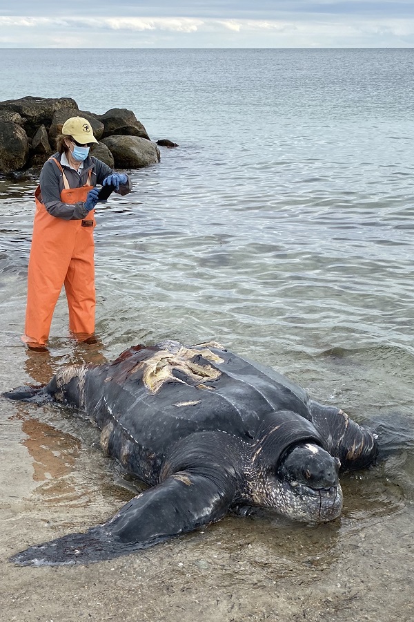 Karen Dourdeville photographs a mature female leatherback turtle stranded on Falmouth Beach on Nantucket Sound after being struck by a vessel. Credit: Mass Audubon/Provincetown Independent.
