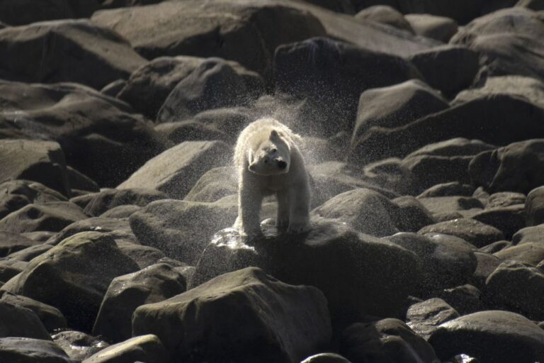 Churchill voit un nombre inhabituellement élevé d’ours polaires alors que la glace de mer fond en raison du réchauffement climatique