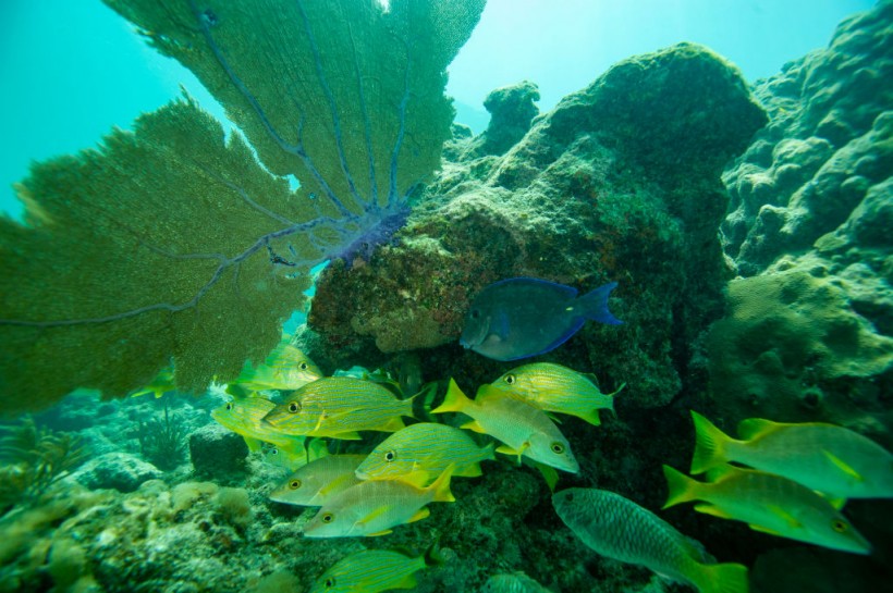 pêcher dans l'océan