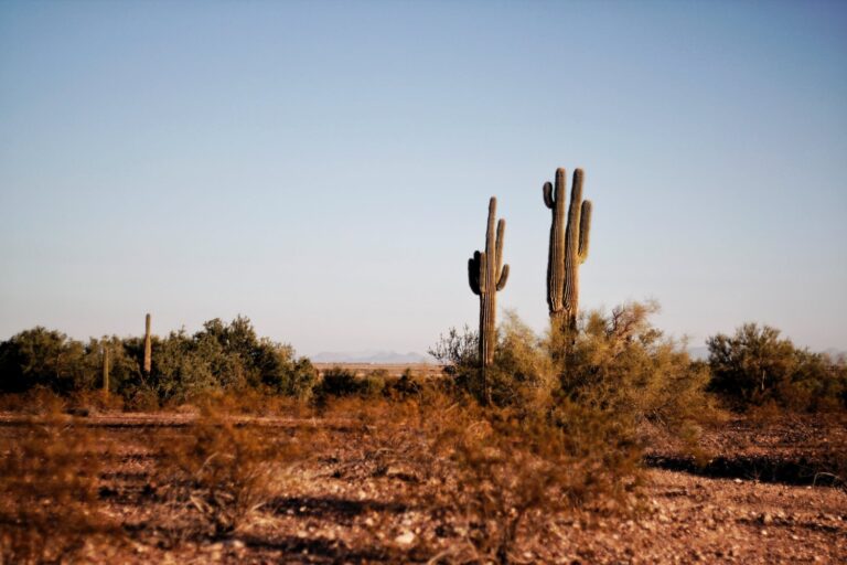 La vague de chaleur au Texas devient insupportable, des milliers de personnes sont traitées pour une maladie liée à la chaleur