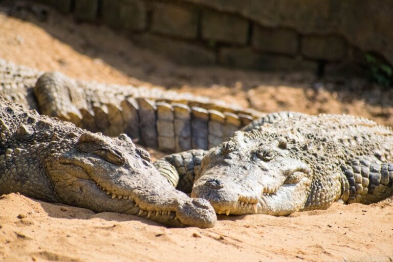 Les crocodiles réagissent aux gémissements des bébés lorsqu'ils repèrent des repas potentiels et chassent des proies