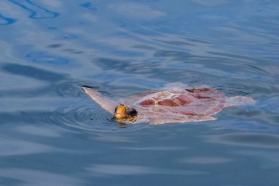 Une tortue caouanne nageant près de la surface repérée par Boston Harbor Cruises. Crédit : Kelsey O'Toole/Provincetown Independent.