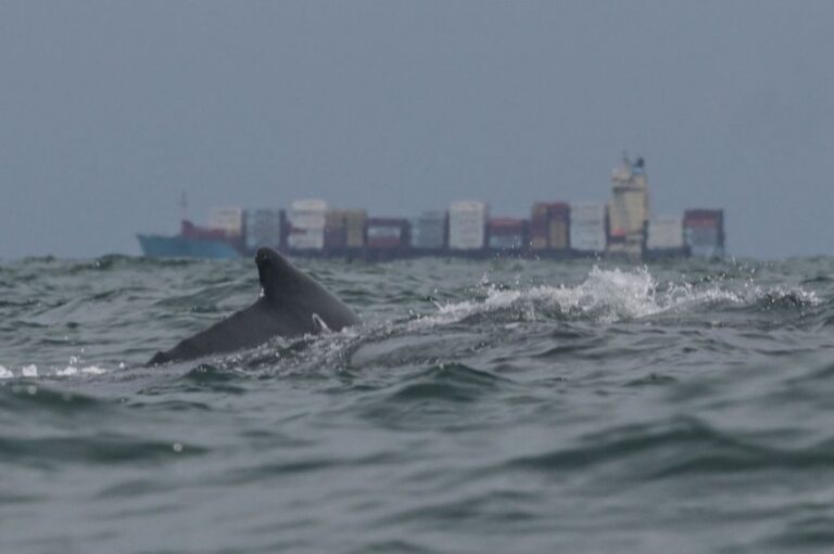 baleine