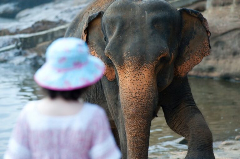 éléphant