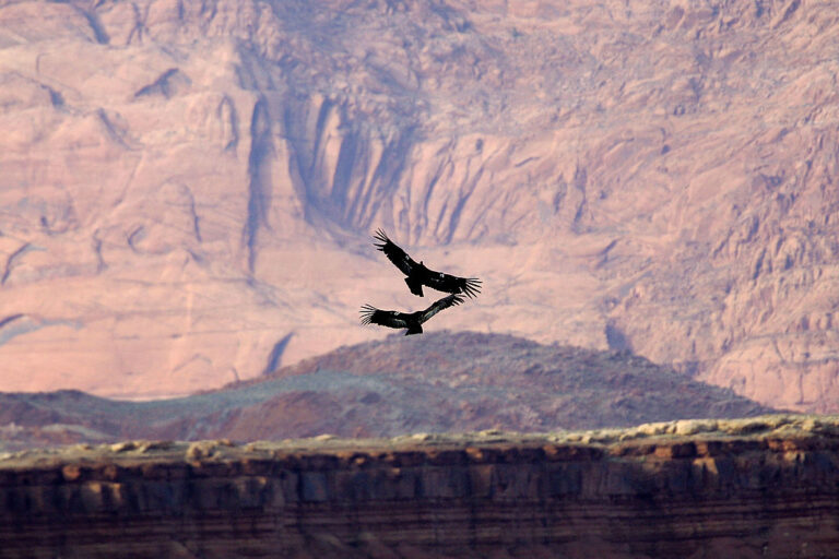 California Condors Expand Population and Range as 12 Seen Over Mount Hamilton, Experts Hope for Potential First Nesting Pair