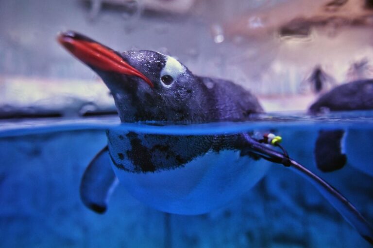 THAILAND-ANIMAL-PENGUIN