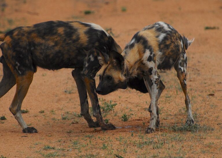 African Painted Dogs