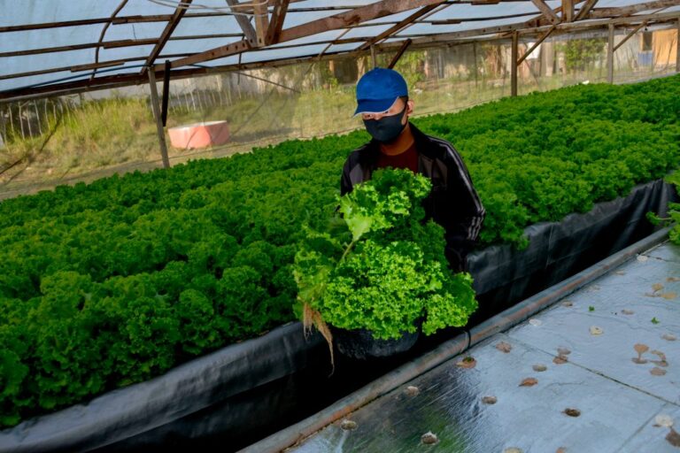 INDONESIA-AGRICULTURE-HYDROPONIC