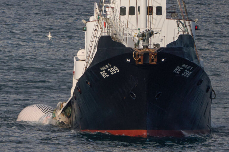 Fin Whale Hunting is Back in Iceland; Slow Harpoon Killing No Longer Allowed
