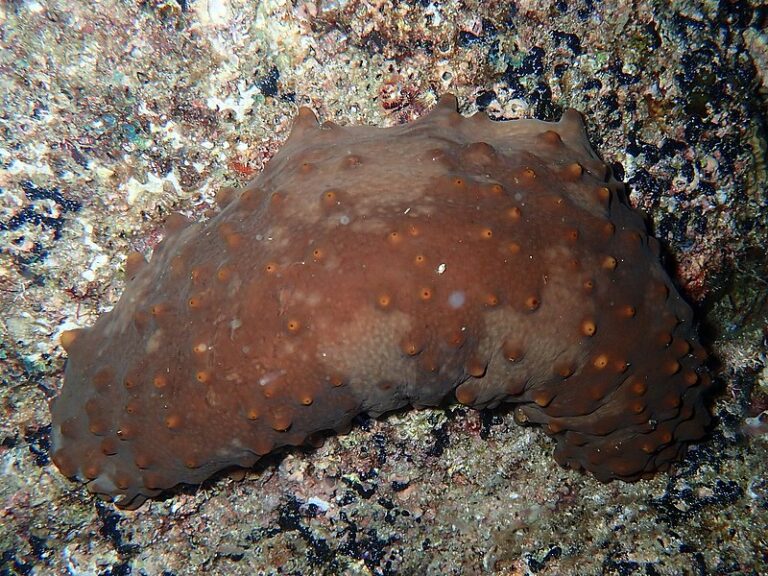 $10000 Endangered Sea Cucumbers From Mexico Seized at Border in Smuggling Attempt