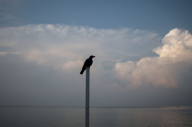 MALAYSIA-BIRD