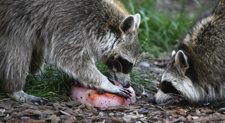FRANCE-ANIMALS-CLIMATE-HEAT