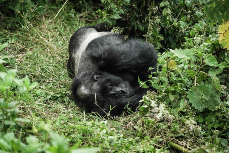 RWANDA-UNESCO-CONSERVATION-GORILLAS