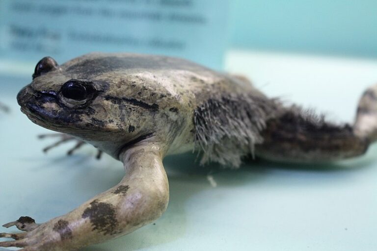 5 Scary Animals and Their Terrifying Features