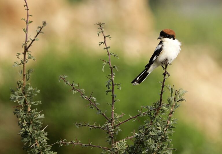 LEBANON-NATURE-BIRDS
