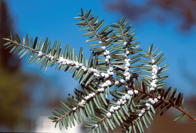Japanese Beetles Released in Maine to Devour Invasive Insect Hemlock Woolly Adelgid