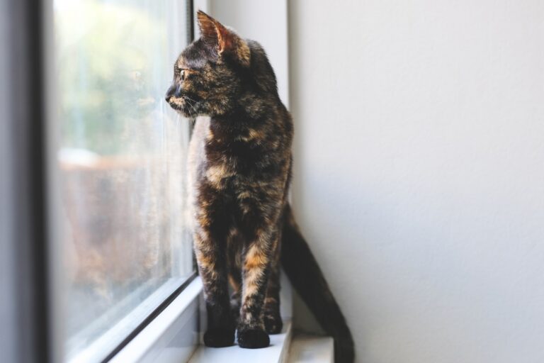 Feral Cat Problem in Australia Pushes New Restrictions, Curfew for Pet Owners
