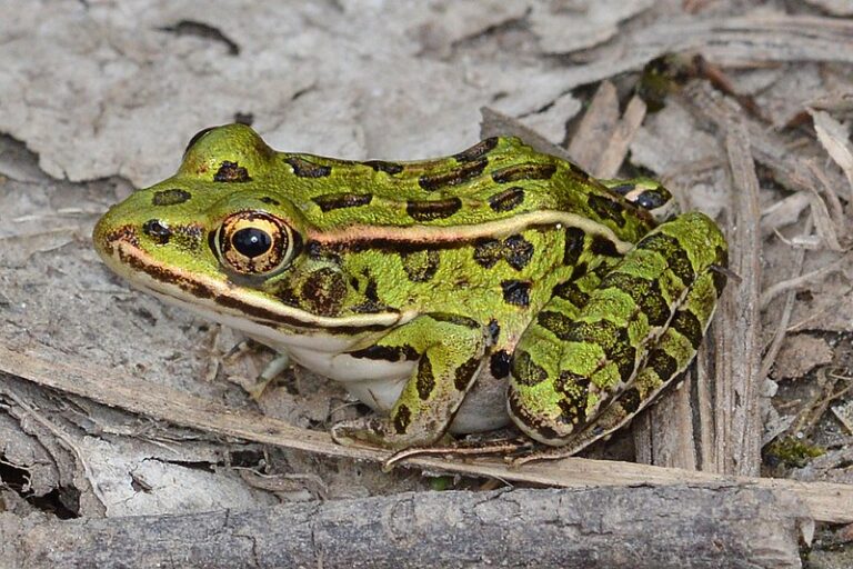 300 Endangered Northern Leopard Frogs Released in Columbia National Wildlife Refuge