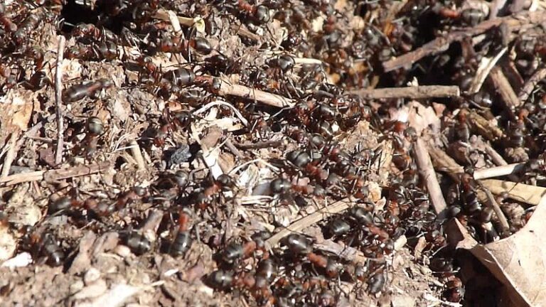 Meranoplus Bicolor Ants Found in Content Creator