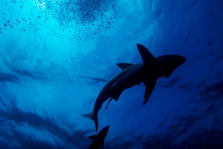 A black-tip sharks