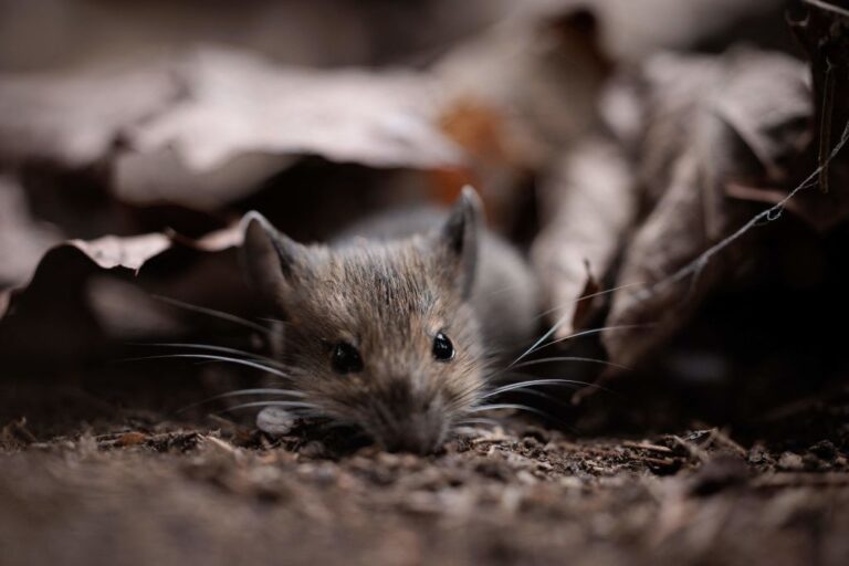 A mouse on August 1, 2023.