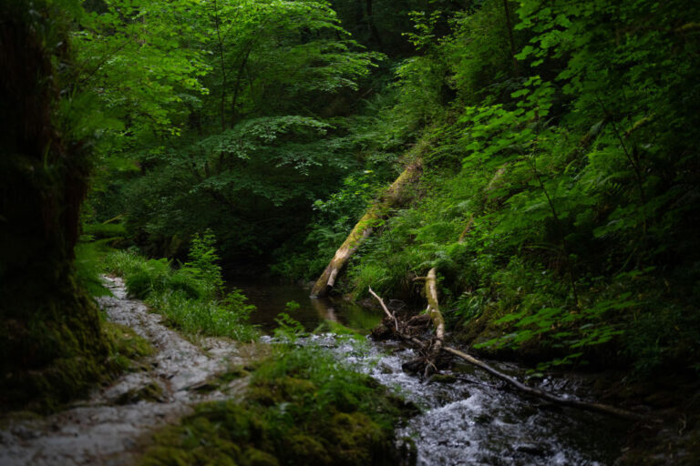 Rainforest in England destroyed by deforestation