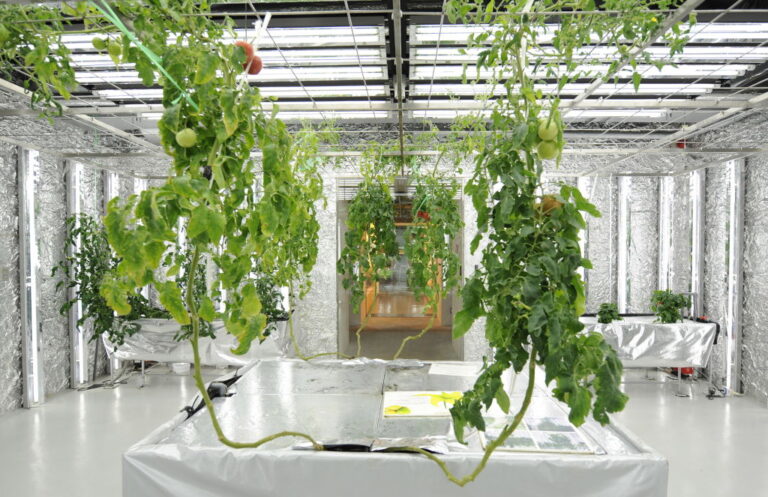 Smart Farming in Tokyo Enlists Fewer Farmers as Quality Tomatoes are Grown in Greenhouses Using 5G + Smart Glasses