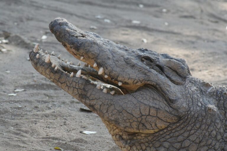 Crocodiles Save Dog