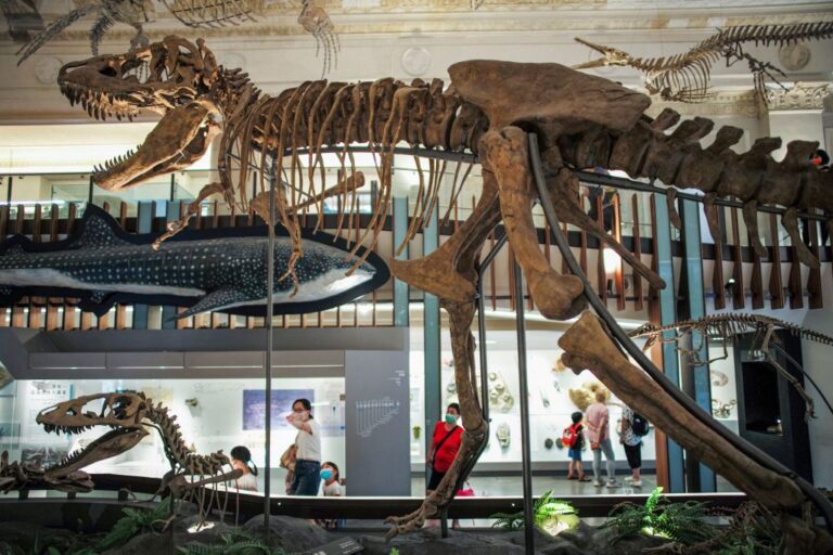 dinosaur fossils