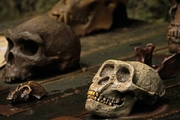 Primate Skulls
