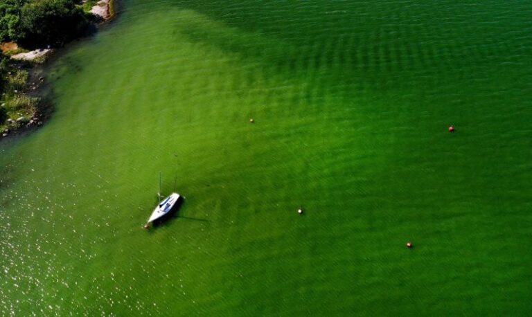Dead Zone From Plankton Bloom Off Coast Thailand Puts 260 Mussel Farms in Danger