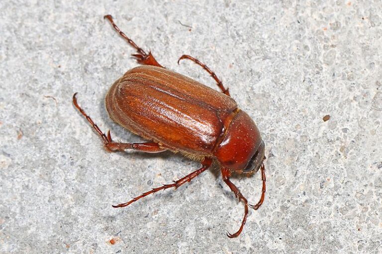 «Crazy Bug Lady» trouve des coléoptères asiatiques envahissants dans son jardin du Minnesota
