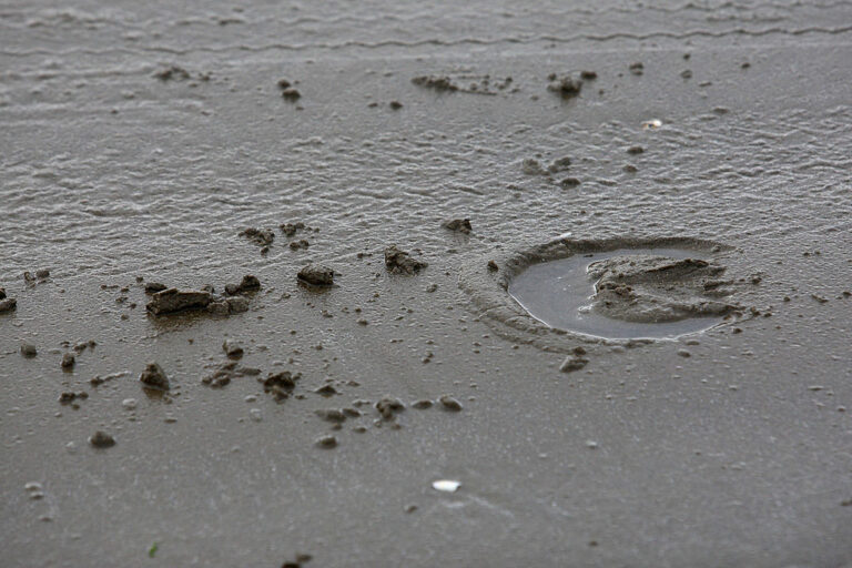 Weird Hoofprints on Ocean Floor Turn Out to Be Bottom-Feeder Fish Bite Marks