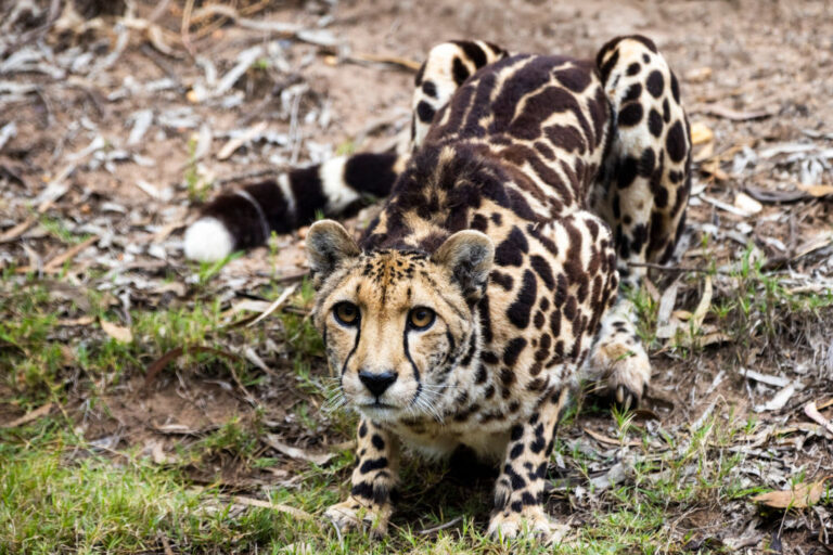 Locally Extinct Cheetah Seen on Dirt Road for First Time in 42 Years - Eswatini, Africa