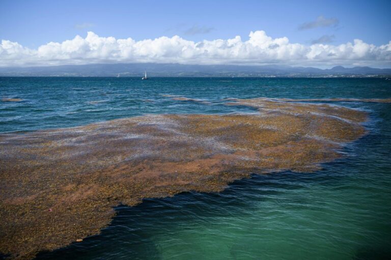 FRANCE-OVERSEAS-ENVIRONMENT-NATURE-POLLUTION