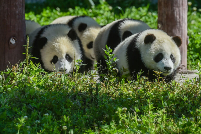 Wolong National Nature Reserve in Wenchuan, China