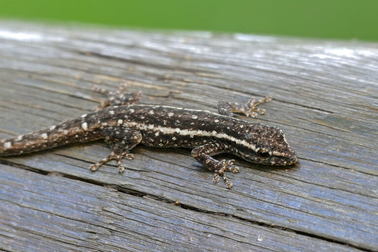 New Species Karamoja Dwarf Gecko Found Pregnant in Uganda Forest Along with 4 Other New Gecko Species