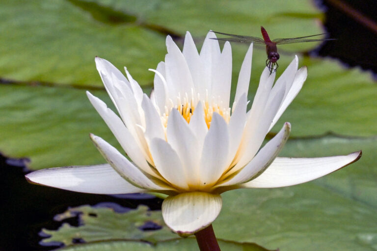 COLOMBIA-ENVIRONMENT-CALI-BOTANICAL-GARDEN