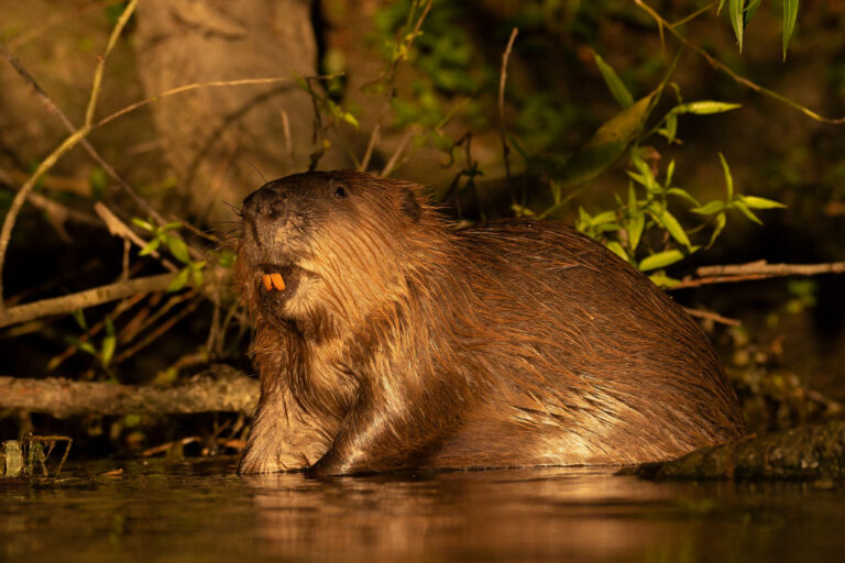 Beaver s'apprête à revenir dans la baie de San Francisco ;  La résurgence pourrait aider à lutter contre les impacts du changement climatique