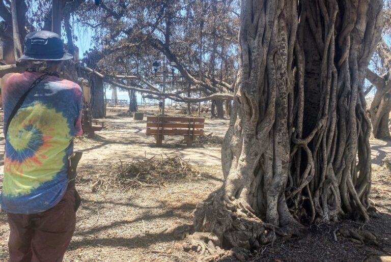 Le banian de Maui fait germer de nouvelles feuilles après des incendies meurtriers ;  Un signal d'espoir pour les victimes