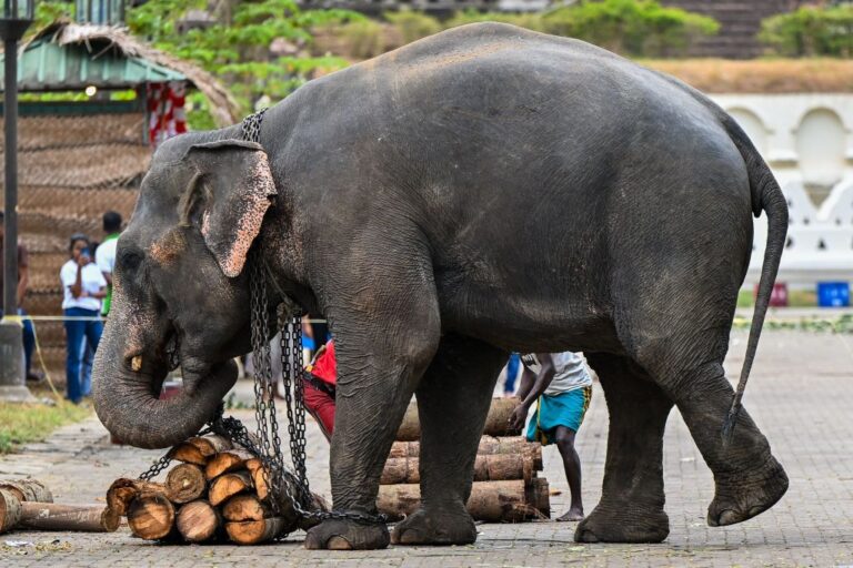 Les éléphants d'Asie sauvages font preuve d'intelligence en résolvant des énigmes pour accéder à la nourriture