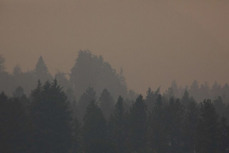 Les incendies de forêt au Canada libèrent un niveau record de 2 milliards de tonnes de dioxyde de carbone