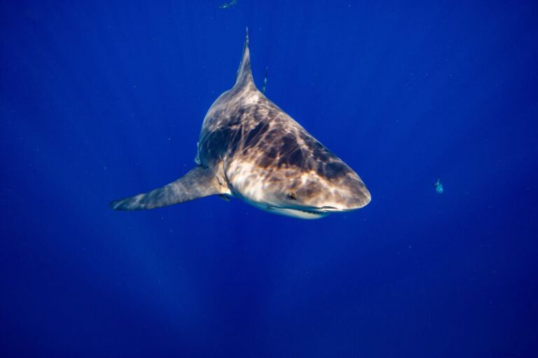 Les requins bouledogues seraient actifs à midi, à des températures plus élevées, selon une étude