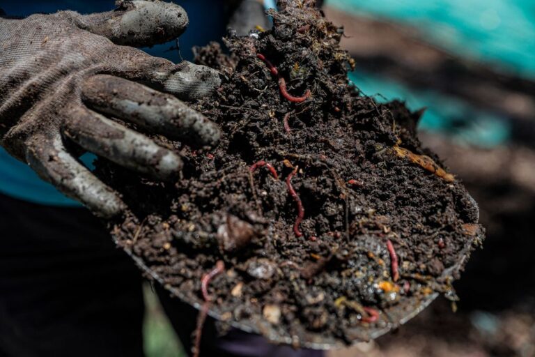 Les vers de terre contribuent à 140 millions de tonnes de production alimentaire par an, selon les experts