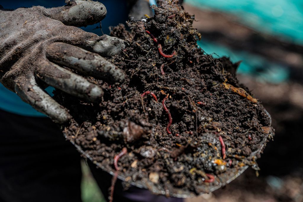 Les vers de terre contribuent à 140 millions de tonnes de production alimentaire par an, selon les experts